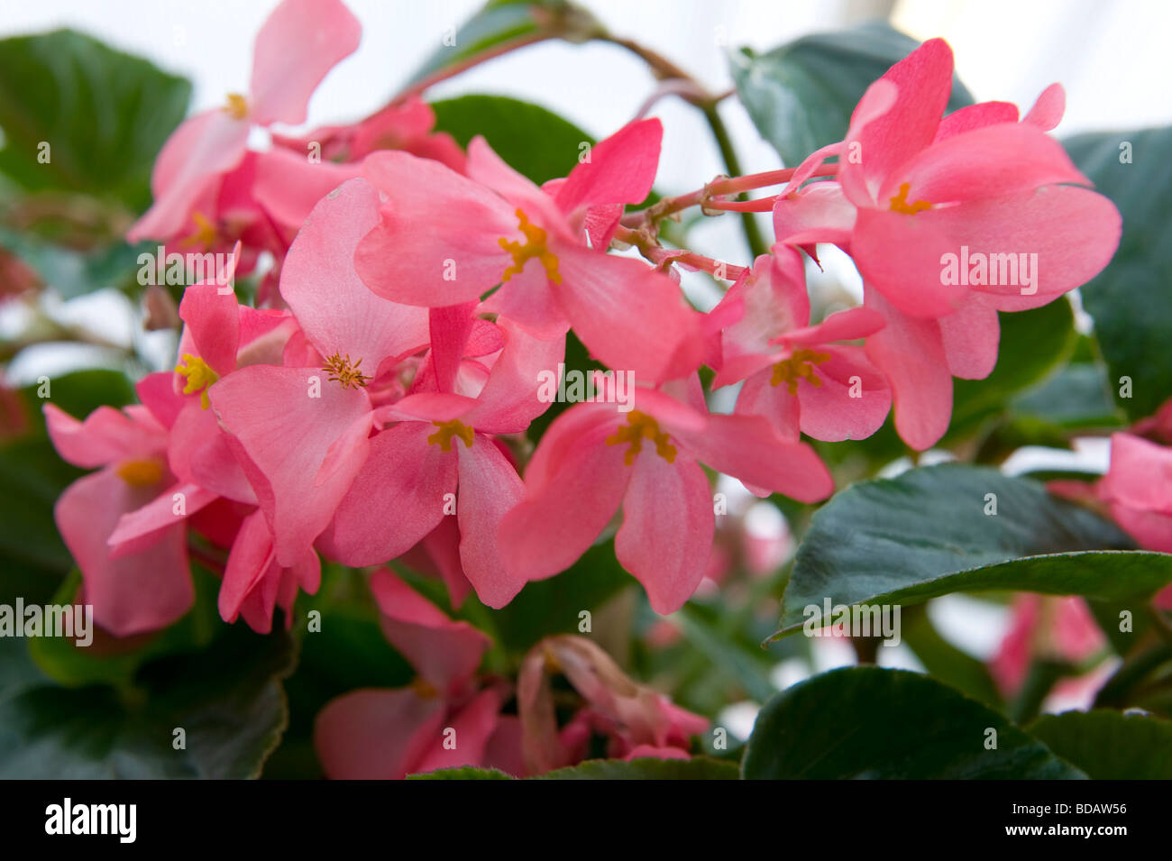 Begonia red `Dragon Wing`. Delicate bright red-pink flowers pot grown. Stock Photo